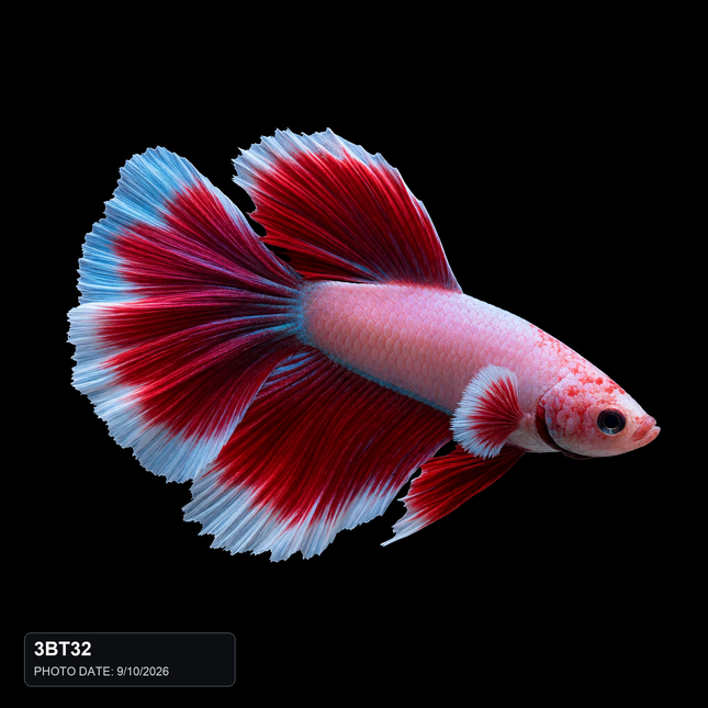 NTA|betta-2026-10-09-seven-approved-production-v1|3BT32|HERO|sha256=c48663c3bd2573abdb3d6ea2935e74c7cc7d8f2c405f90343e7079d7166629f3