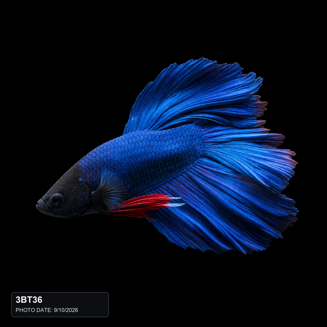 NTA|betta-20261010-084538-08z3re|3BT36|HERO|sha256=d4b46ee965440704d637611d3ce3b9aec2adaa61466f7277d763fae41f988a9d