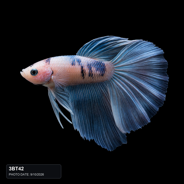 NTA|betta-20261010-084538-08z3re|3BT42|HERO|sha256=48eb4368bdd2f45e7db55601d3c7066301a2f225b5db0e5d8d8dc80d55f672c8