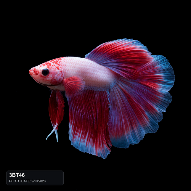 NTA|betta-20261010-084538-08z3re|3BT46|HERO|sha256=18c956e190668bec248da009408183ebf27c6c9625778e58b42cb2d977210013