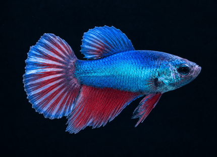 3BT11 - [ARRIVED 19-MAR-2026] Blue Metallic Halfmoon Female Betta - Nano Tanks Australia
