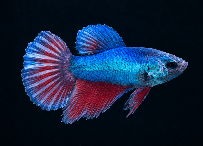 3BT11 - [ARRIVED 19-MAR-2026] Blue Metallic Halfmoon Female Betta - Nano Tanks Australia