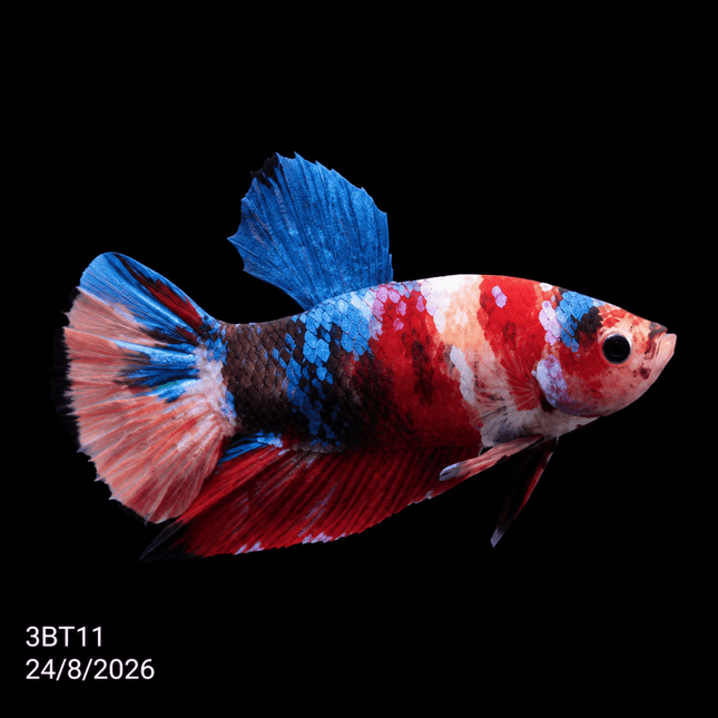 3BT11 - Coral Red Gold-White Dragon Plakat Betta - Nano Tanks Australia