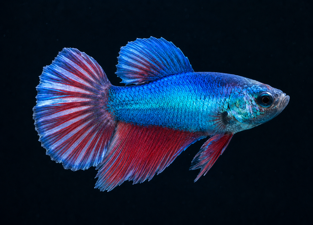 3BT11 - [ARRIVED 19-MAR-2026] Blue Metallic Halfmoon Female Betta