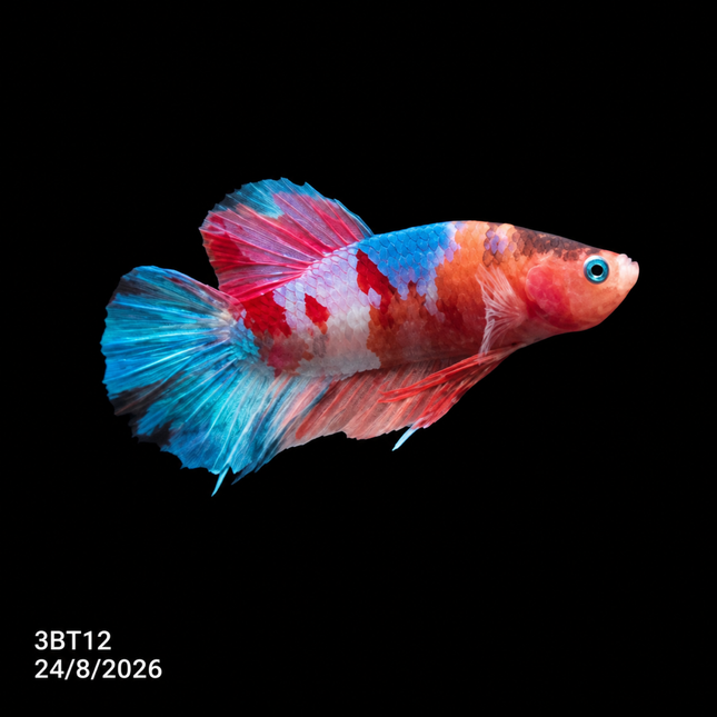 3BT12 - Crimson Red White Galaxy Koi Plakat Betta - Nano Tanks Australia