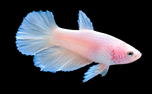 3BT12 - [ARRIVED 19-MAR-2026] Cellophane Yellow Halfmoon Female Betta