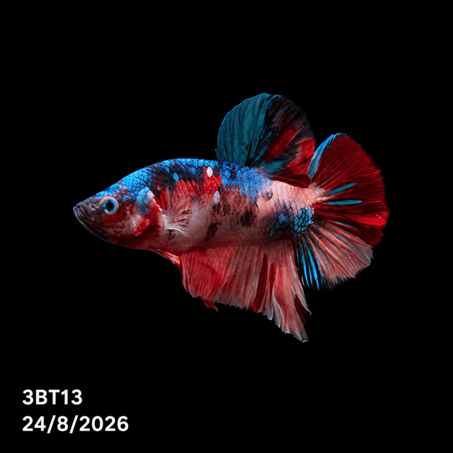 3BT13 - Red White Black Marble Plakat Betta - Nano Tanks Australia