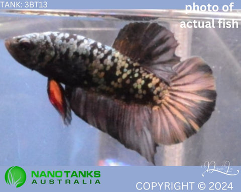 3BT13 - Vampire Avatar Halfmoon Plakat Male Betta - Nano Tanks Australia Aquarium Shop