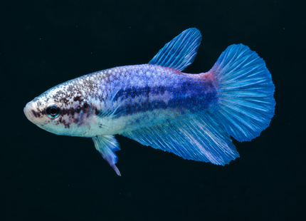 3BT14 - [ARRIVED 19-MAR-2026] Blue Halfmoon Female Betta - Nano Tanks Australia