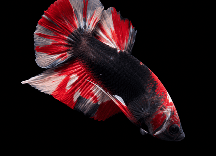 3BT14 - Crimson Red Turquoise & White Galaxy Koi Plakat Betta - Nano Tanks Australia