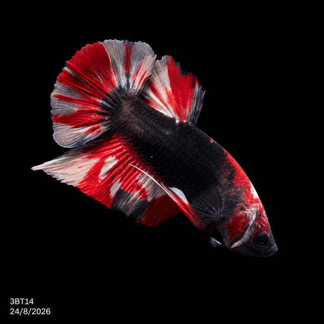 3BT14 - Crimson Red Turquoise & White Galaxy Koi Plakat Betta - Nano Tanks Australia