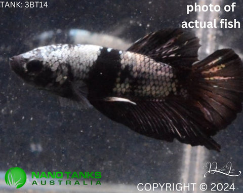 3BT14 - Vampire Avatar Halfmoon Plakat Male Betta - Nano Tanks Australia Aquarium Shop