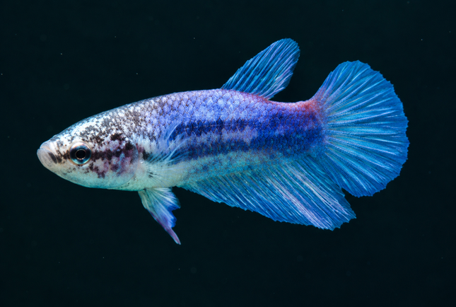 3BT14 - [ARRIVED 19-MAR-2026] Blue Halfmoon Female Betta