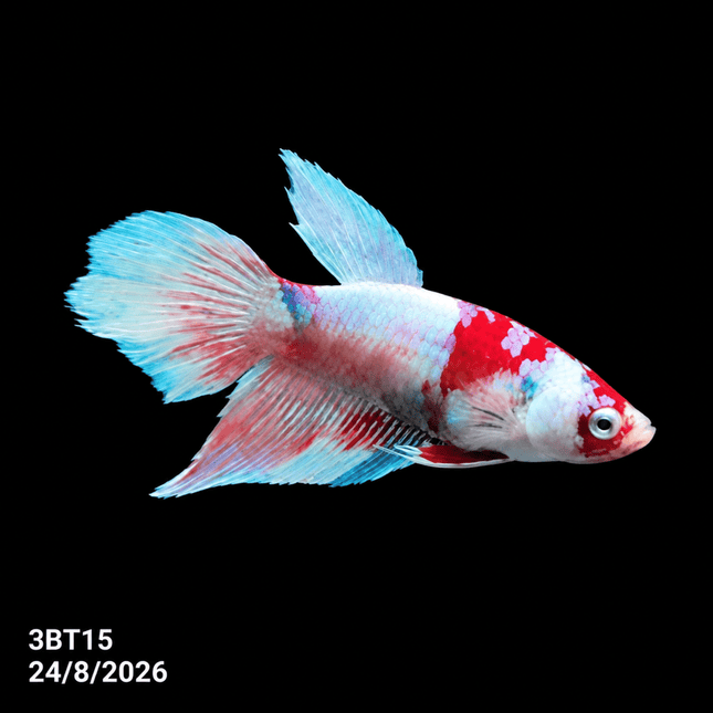 3BT15 - Crimson Red White Galaxy Koi Plakat Betta - Nano Tanks Australia
