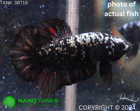 3BT15 - Vampire Avatar Halfmoon Plakat Male Betta - Nano Tanks Australia Aquarium Shop