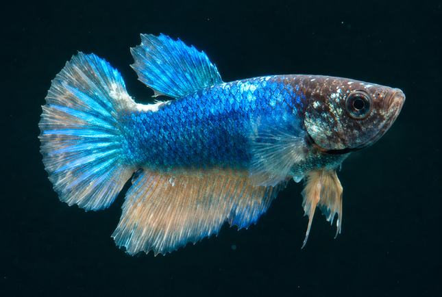 3BT15 - [ARRIVED 19-MAR-2026] Blue Halfmoon Female Betta