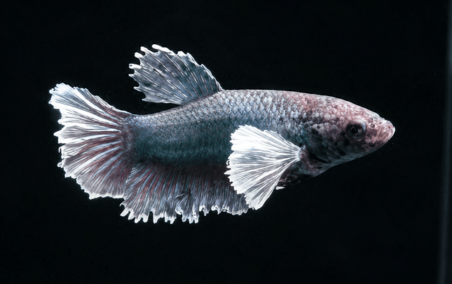 3BT16 - [ARRIVED 29-MAY-2026] Halfmoon Elephant Ear Plakat Female Betta - Nano Tanks Australia