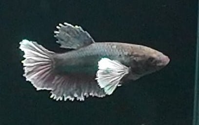 3BT16 - [ARRIVED 29 - MAY - 2026] Halfmoon Elephant Ear Plakat Female Betta - Nano Tanks Australia