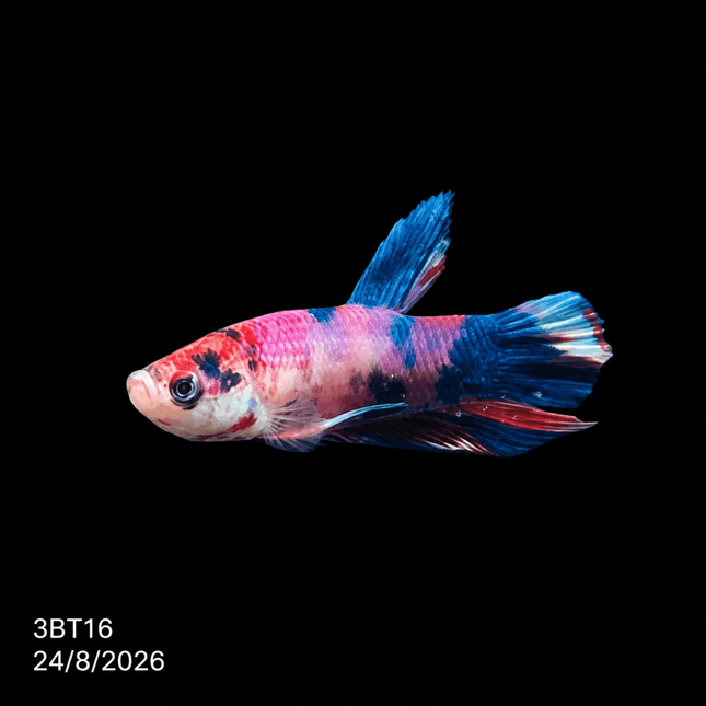 3BT16 - Red White Black Marble Plakat Betta - Nano Tanks Australia