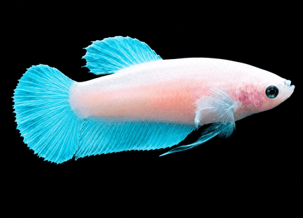3BT21 - [ARRIVED 29-JUN-2026] Cellophane Halfmoon Female Betta - Nano Tanks Australia