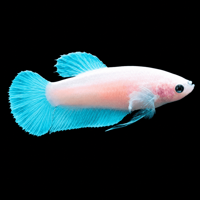 3BT21 - [ARRIVED 29-JUN-2026] Cellophane Halfmoon Female Betta - Nano Tanks Australia
