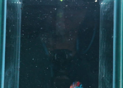 3BT21 - Crimson Red White Galaxy Koi Plakat Betta - Nano Tanks Australia