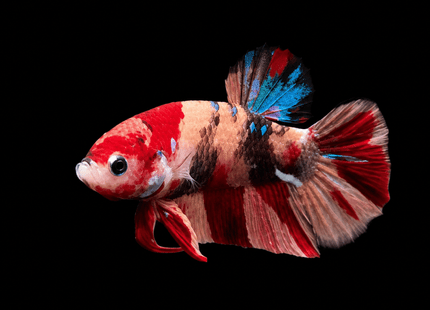 3BT21 - Crimson Red White Galaxy Koi Plakat Betta - Nano Tanks Australia