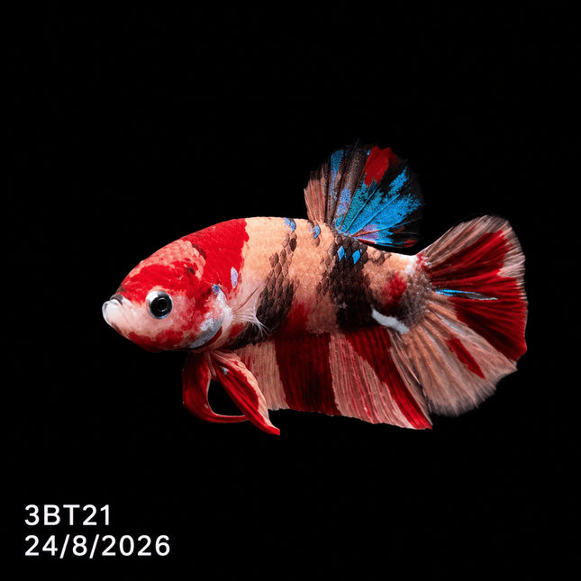 3BT21 - Crimson Red White Galaxy Koi Plakat Betta - Nano Tanks Australia
