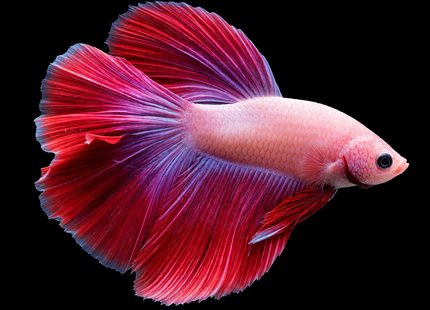 3BT22 - Pink Red Butterfly Halfmoon Male - Nano Tanks Australia