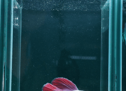 3BT22 - Pink Red Butterfly Halfmoon Male - Nano Tanks Australia
