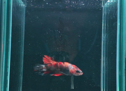3BT22 - Red White Black Marble Plakat Betta - Nano Tanks Australia