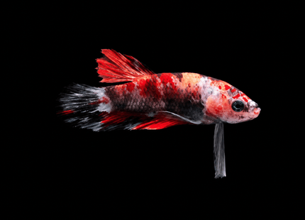 3BT22 - Red White Black Marble Plakat Betta - Nano Tanks Australia