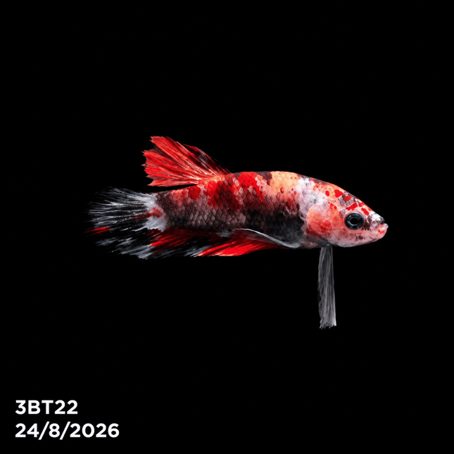 3BT22 - Red White Black Marble Plakat Betta - Nano Tanks Australia
