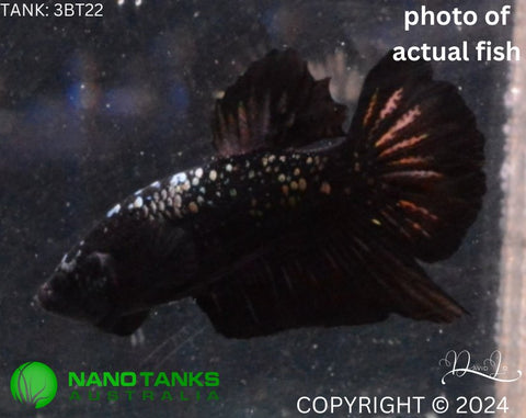 3BT22 - Vampire Avatar Halfmoon Plakat Male Betta - Nano Tanks Australia Aquarium Shop