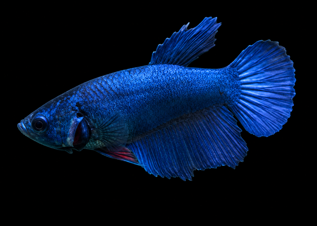 3BT22 - [ARRIVED 19-MAR-2026] Blue Halfmoon Female Betta