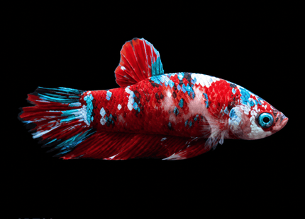 3BT23 - Crimson Red Turquoise & White Galaxy Koi Plakat Betta - Nano Tanks Australia