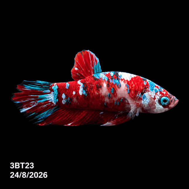 3BT23 - Crimson Red Turquoise & White Galaxy Koi Plakat Betta - Nano Tanks Australia