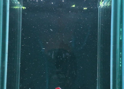 3BT23 - Crimson Red Turquoise & White Galaxy Koi Plakat Betta - Nano Tanks Australia