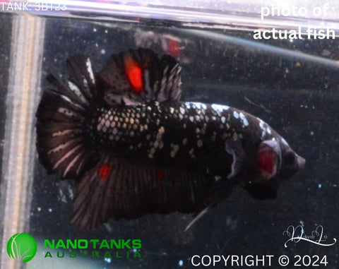 3BT23 - Vampire Avatar Halfmoon Plakat Male Betta - Nano Tanks Australia Aquarium Shop