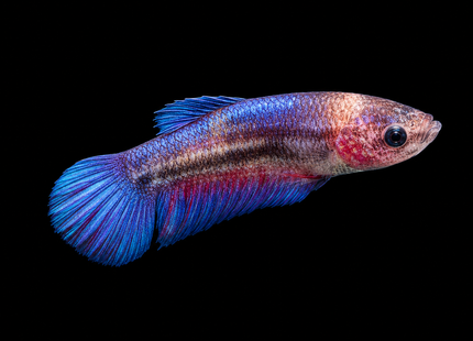 3BT24 - [ARRIVED 1-JUL-2026] Halfmoon Female Betta [small] - Nano Tanks Australia