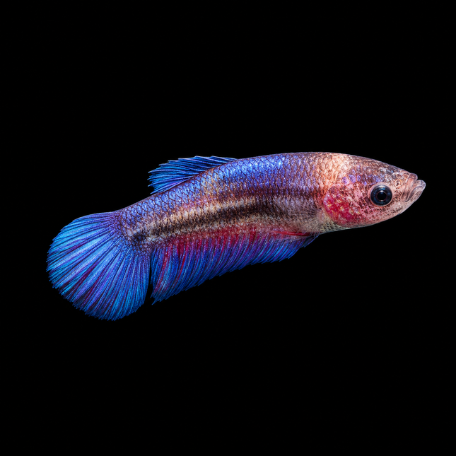 3BT24 - [ARRIVED 1-JUL-2026] Halfmoon Female Betta [small] - Nano Tanks Australia
