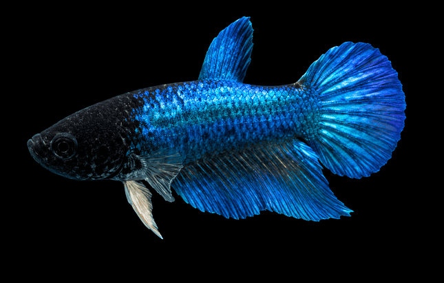 3BT24 - [ARRIVED 19-MAR-2026] Blue Halfmoon Female Betta - Nano Tanks Australia
