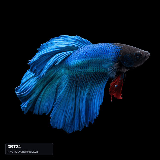 3BT24 - Blue Halfmoon Male - Nano Tanks Australia