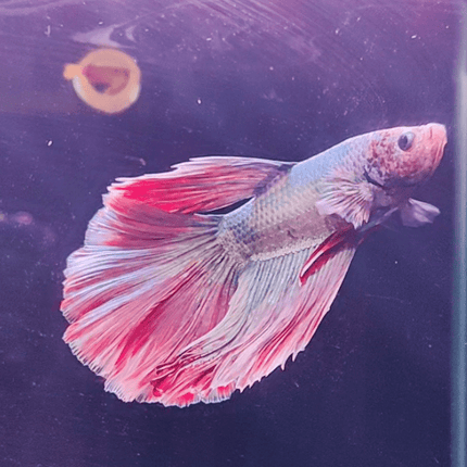 3BT24 - Red Base Halfmoon Male Betta - Nano Tanks Australia Aquarium Shop