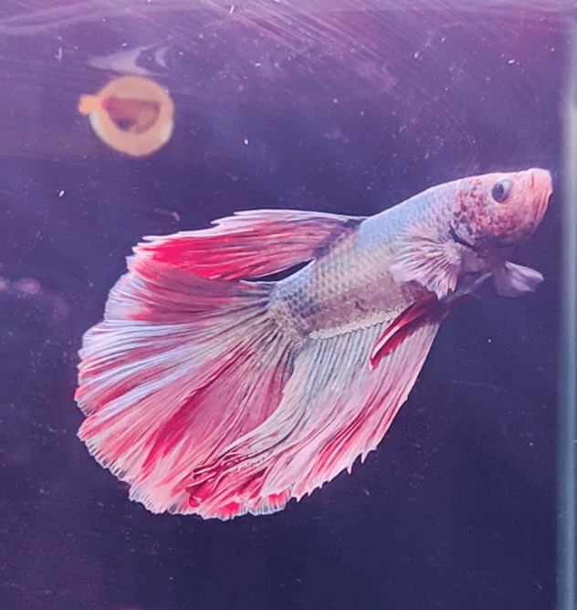 3BT24 - Red Base Halfmoon Male Betta - Nano Tanks Australia Aquarium Shop