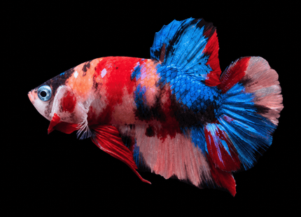 3BT24 - Scarlet Red White Galaxy Koi Plakat Betta - Nano Tanks Australia