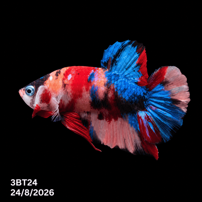3BT24 - Scarlet Red White Galaxy Koi Plakat Betta - Nano Tanks Australia