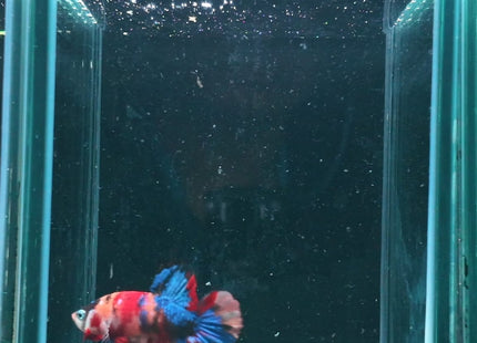 3BT24 - Scarlet Red White Galaxy Koi Plakat Betta - Nano Tanks Australia