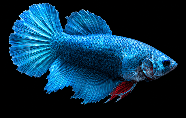 3BT25 - [ARRIVED 19-MAR-2026] Blue Halfmoon Female Betta - Nano Tanks Australia