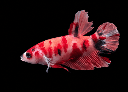 3BT25 - Crimson Red White Galaxy Koi Plakat Betta - Nano Tanks Australia